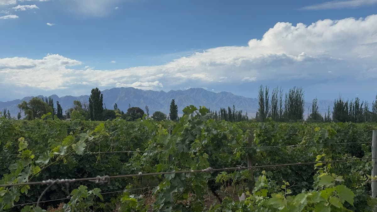 Vineyards of Mendoza