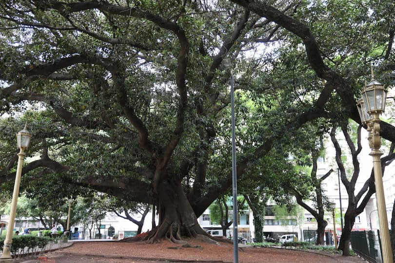 The massive rubber tree, Gomero de la Recoleta