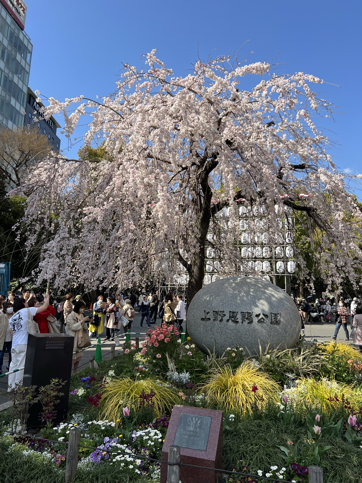 Cherry Blossoms at Ueno Park