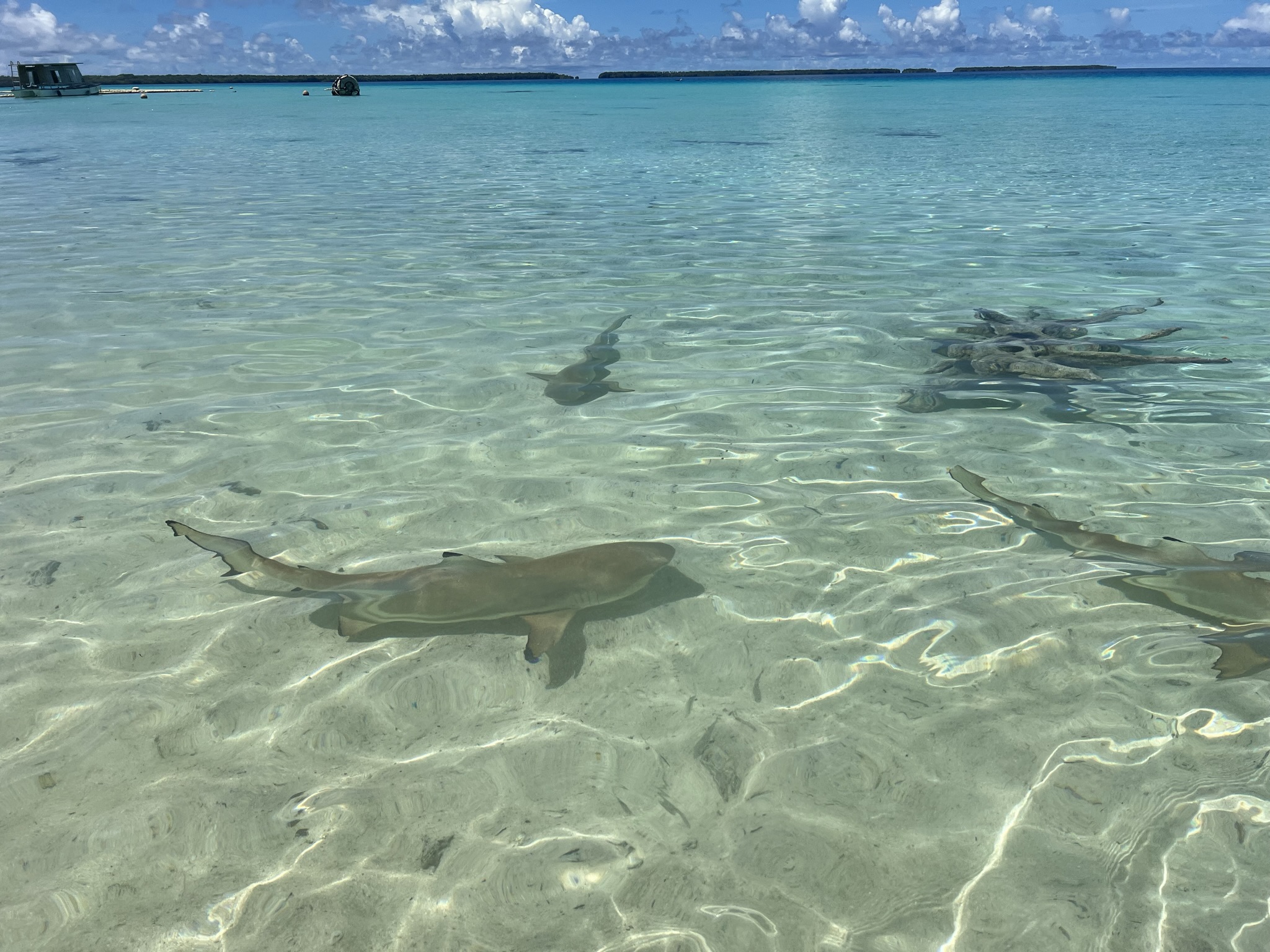 Sharks in Crystal Waters